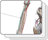 Arterias torácicas y de las extremidades superiores