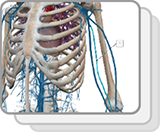 Veines des membres supérieurs et du thorax