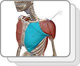 Upper Limb Muscles