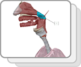 Upper Respiratory System