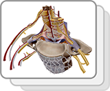 Vertebral Column Cross Section