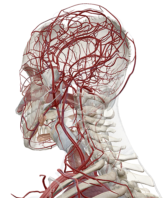 Visible Body Virtual Anatomy To See Inside The Human Body