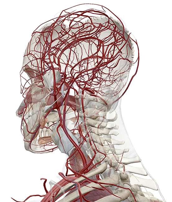 Human Anatomy Chart Online