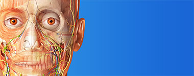 visible body human anatomy atlas for pc