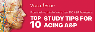 Visible Body A&P Study Tips
