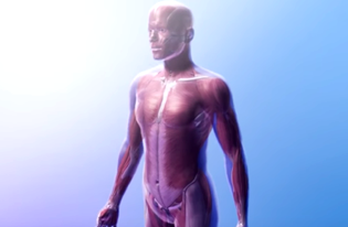 Visible Body Anatomy Education Resources For Teaching And Learning