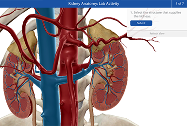 Kidney anatomy digital model