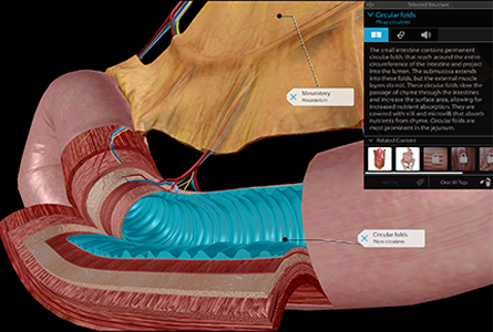 VB Courseware showing cross-section of intestines 3d