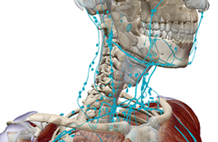 3d model of lymph nodes around skeleton and muscles of the head and neck