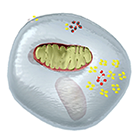 Mitochondrion (Cellular Respiration) tour