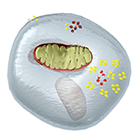 Mitochondrion (Cellular Respiration)