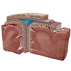 Cerebrum and Meninges Cross Section