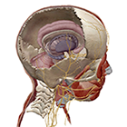 Cranial Nerves