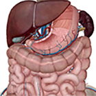 Digestive System 