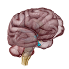 Endocrine System