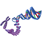 Eukaryotic Chromosome