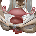 Female Reproductive System