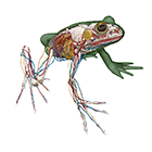 Frog Virtual Dissection