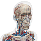 Grant's Atlas of Anatomy Interactive Study Guide (Part 3 of 3)