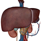 Hepatic Lobule