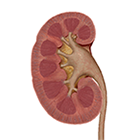 Kidney