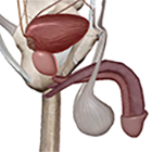 Male Reproductive System