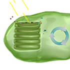 Thylakoid and Stroma (Photosynthesis)