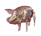 Pig Virtual Dissection