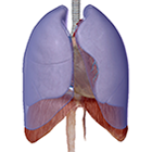 Respiratory System