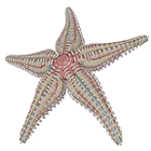 Sea Star and Earthworm