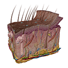 Skin Tissue and Variations