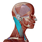 Sternocleidomastoid