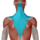 Trapezius 